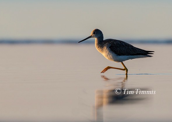 0326_Bolivar Flats_02072015-2