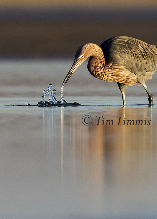 0392_Bolivar Flats_01242015-2