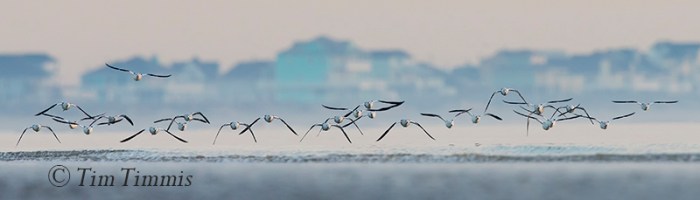 0564_Bolivar Flats_01172015-3