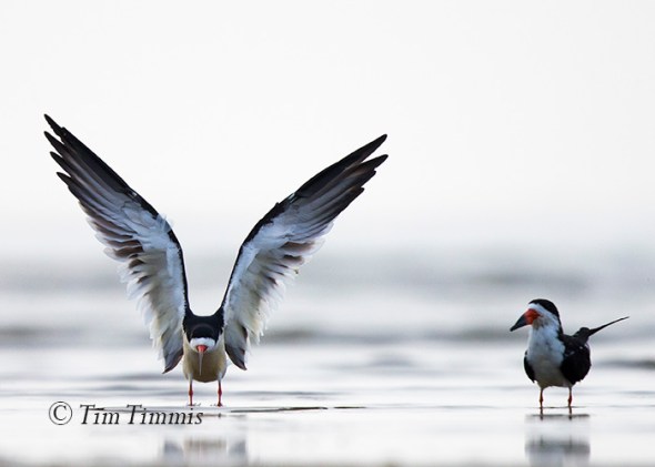 117_Galveston FeatherFest_04102015-2