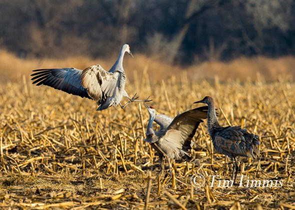 186_Nebraska Sandhill Cranes_03272015-2