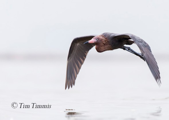 210_Galveston FeatherFest_04102015-2