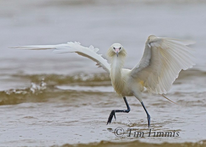 264_Galveston FeatherFest_04102015a-2