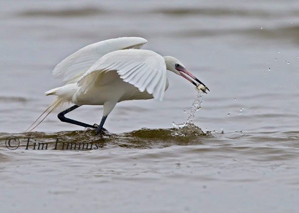 313_Galveston FeatherFest_04102015-2