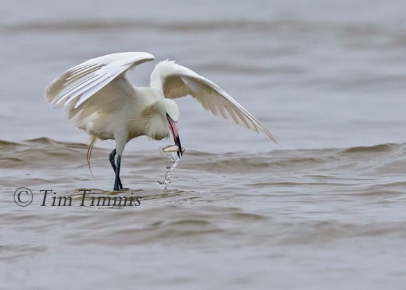 435_Galveston FeatherFest_04102015-3