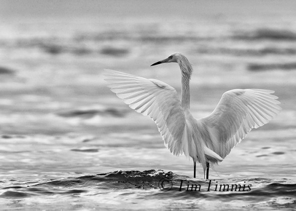 699_Galveston FeatherFest_04102015-4