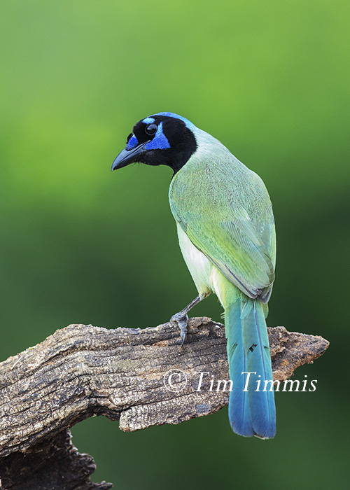 050_Laguna Seca_04182015-3