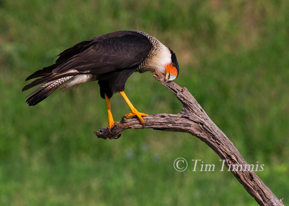 150_Laguna Seca_04182015 (1)-2