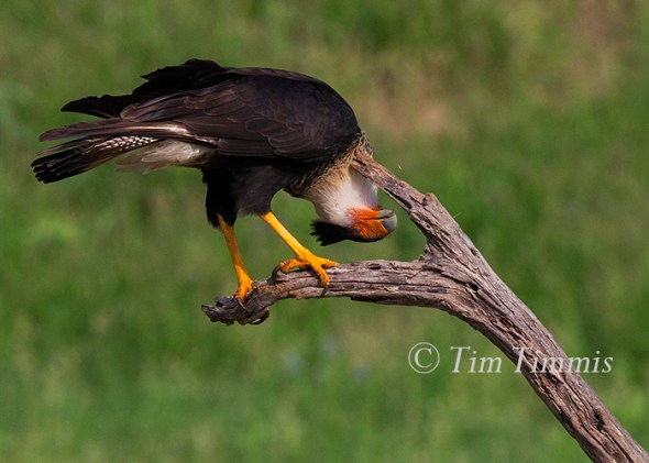 153_Laguna Seca_04182015 (1)-2