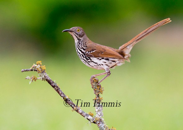466_Laguna Seca_04172015-2