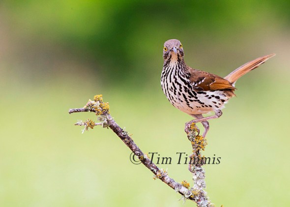 468_Laguna Seca_04172015