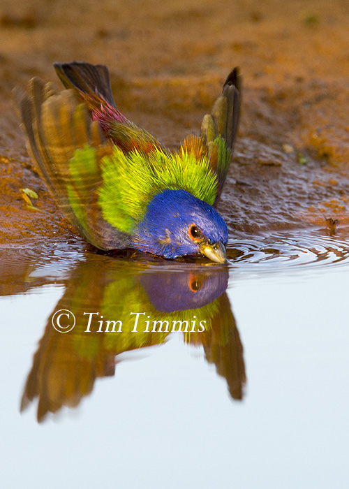 786_Laguna Seca_04182015 (1)-2
