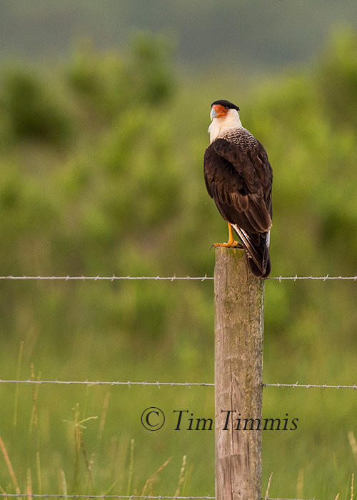 066_Brazoria NWR_06272015-2