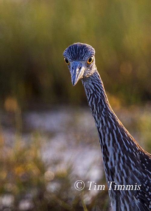 010_Brazoria NWR_07182015-2