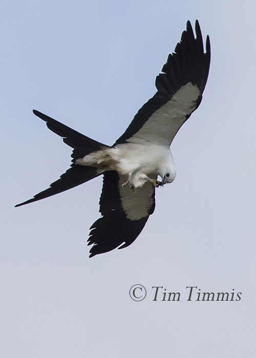 011_Dayton Kites_07192015-2