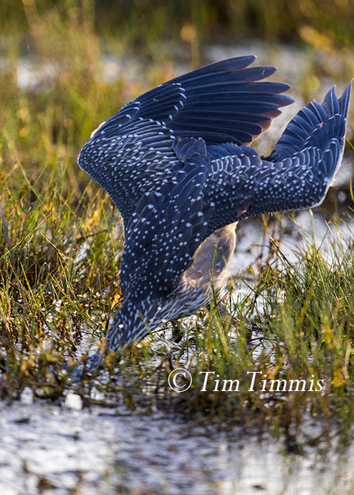 014_Brazoria NWR_07182015-2