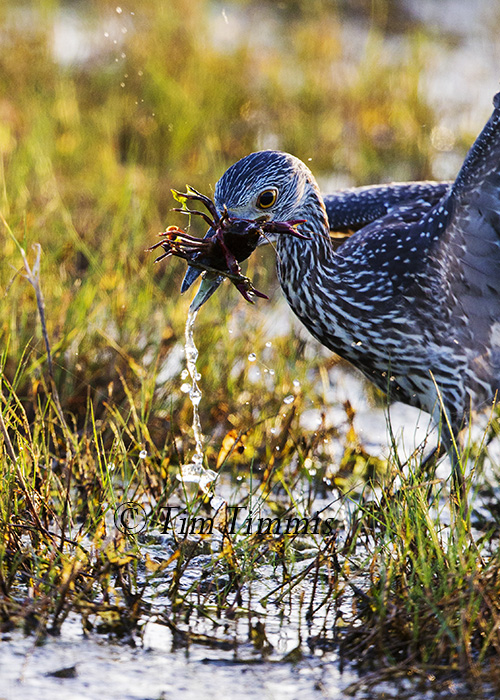 018_Brazoria NWR_07182015-2