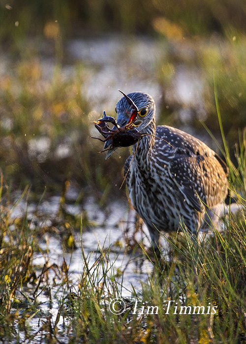 028_Brazoria NWR_07182015-2