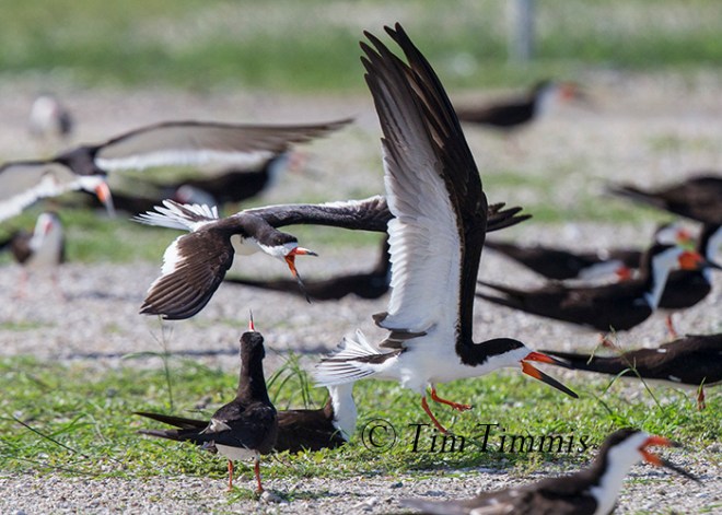 047_Dow Skimmers_06272015-2