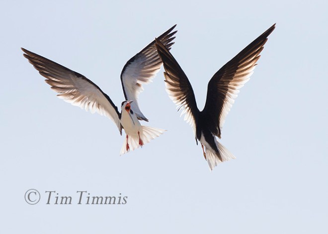 049_Dow Skimmers_06272015-2