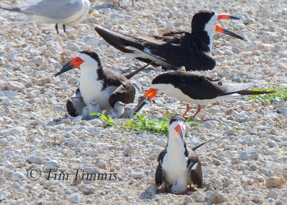 089_Dow Skimmers_06272015-2