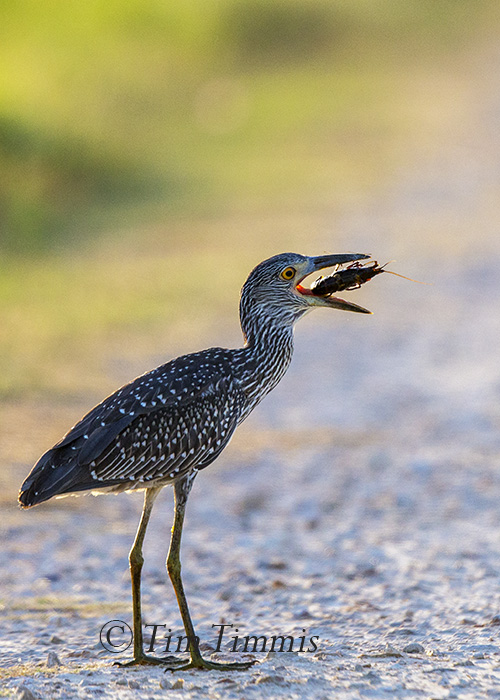 104_Brazoria NWR_07182015-2