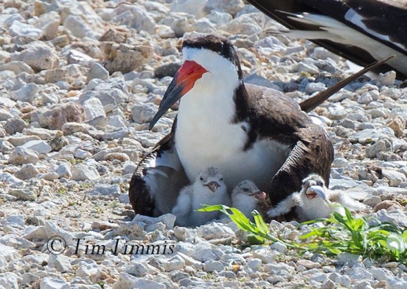 118_Dow Skimmers_06272015-2