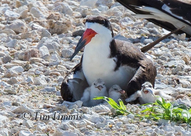 118_Dow Skimmers_06272015-2