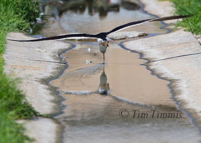 259_Dow Skimmers_06272015-2