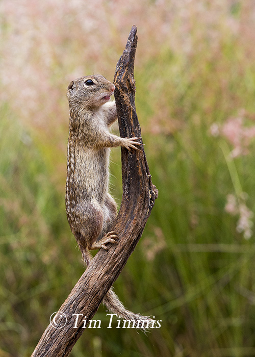 419_Laguna Seca_04182015-2