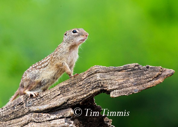 445_Laguna Seca_04182015-2