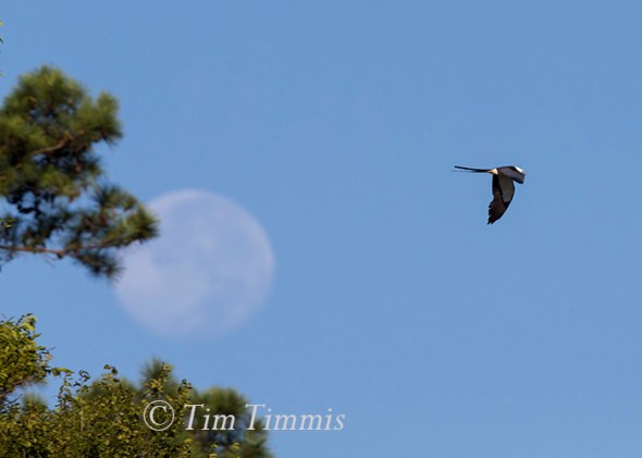 026_Dayton Kites_08022015-2