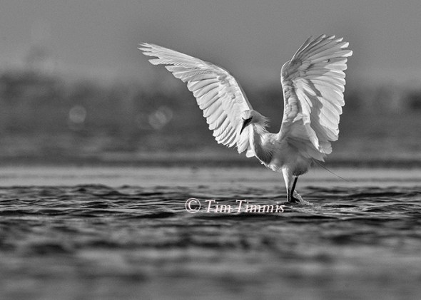 050_Bolivar Flats_08082015a-2