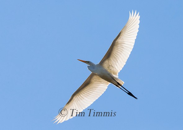 163_Dayton Kites_08022015-2