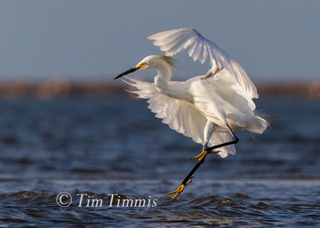 190_Bolivar Flats_08082015-2