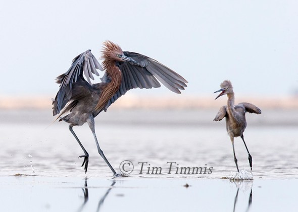 306_Bolivar Flats_08082015-2