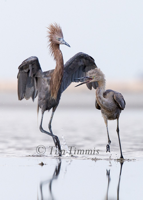 309_Bolivar Flats_08082015-2