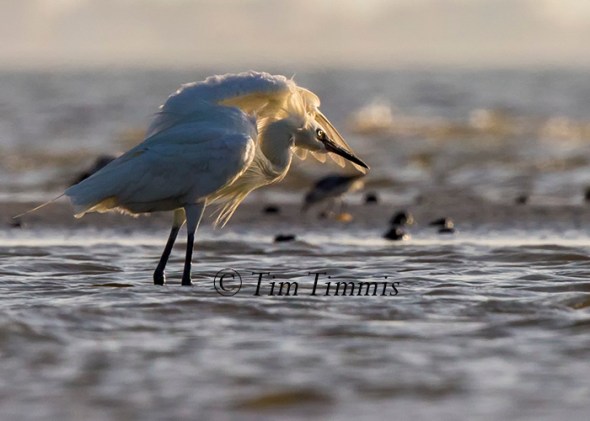 105_Bolivar Flats_08082015c-2