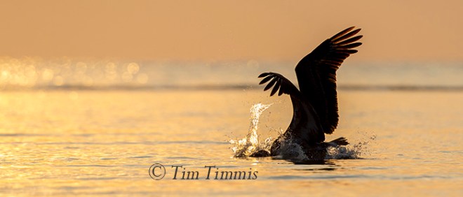 303_Bolivar Flats_09262015-2