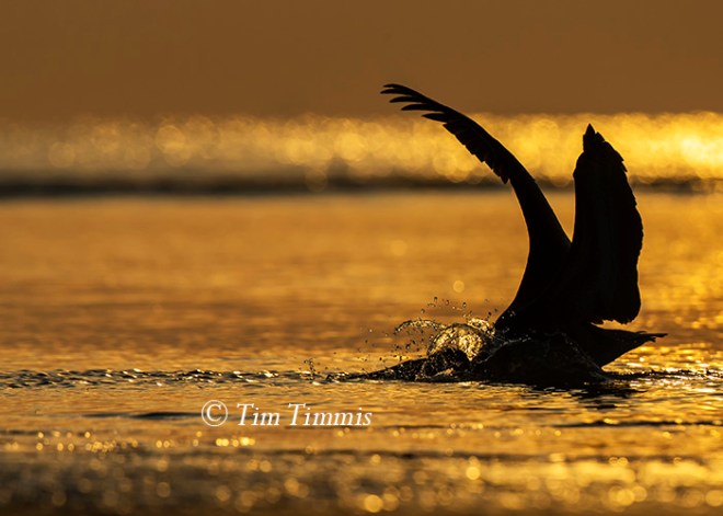 357_Bolivar Flats_09262015-2