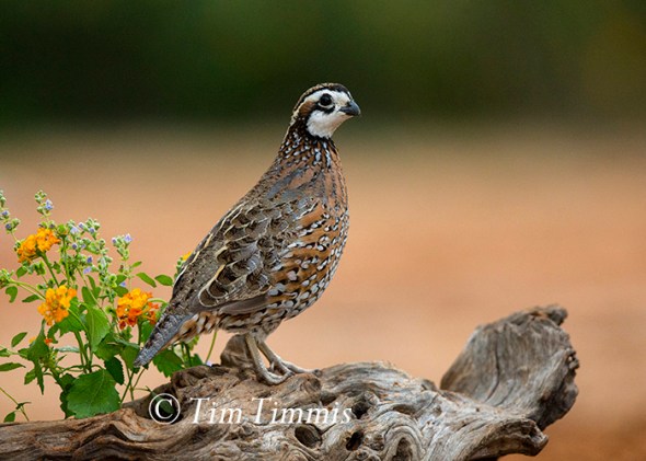 062_Santa Clara_11142015-2