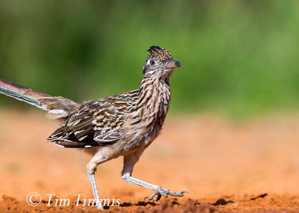 385_Santa Clara_11152015-2