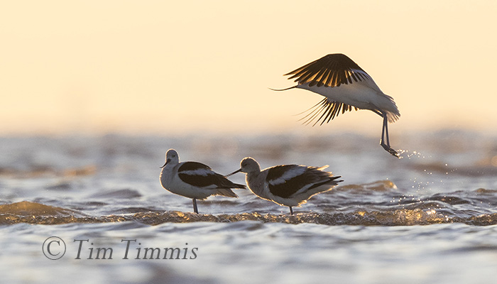 024_Bolivar Flats_12052015-3