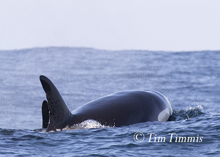 138_Monterey Bay_12122015-3