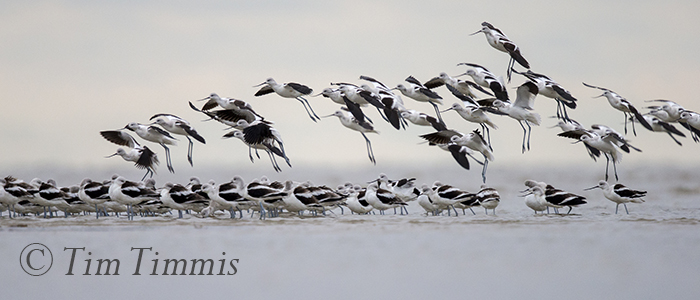 377_Bolivar Flats_12292015