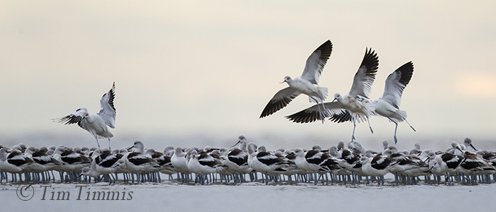 636_Bolivar Flats_12292015-2