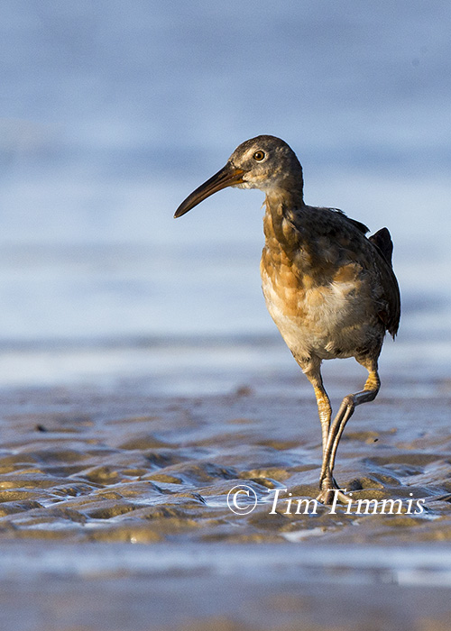 243_Bolivar Flats_10042015-2