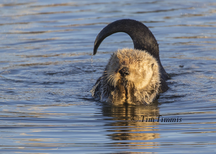 254_San Francisco_12112015-2