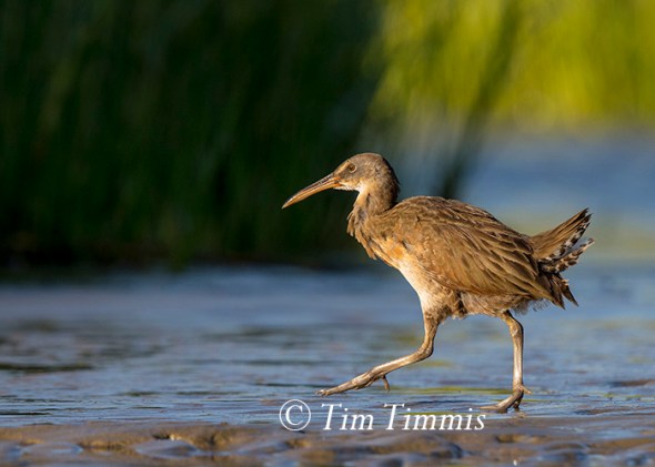 327_Bolivar Flats_10042015-2