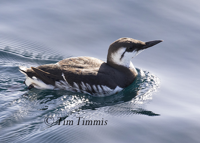 352_Monterey Bay_12122015-2